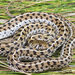 Checkered Garter Snake - Photo (c) Joe Tomoleoni, all rights reserved, uploaded by Joe Tomoleoni