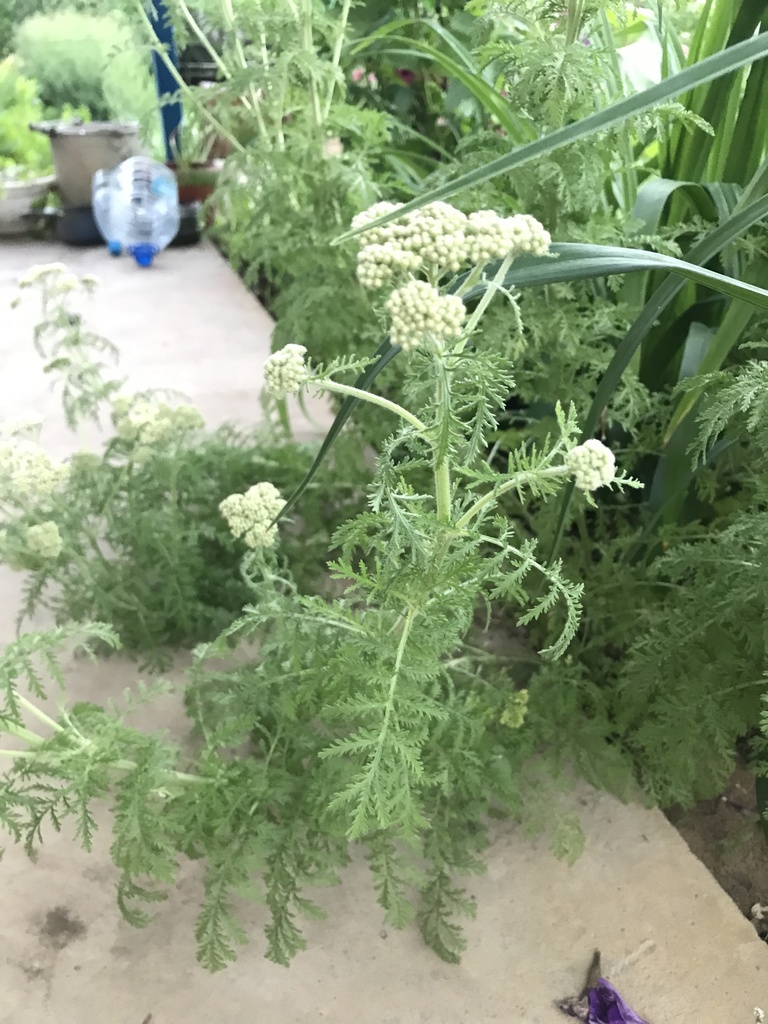 Noble Yarrow from Изумрудная Улица, Краснослободск, Волгоградская ...