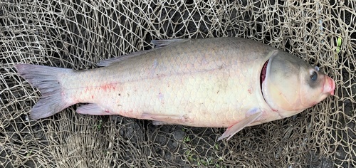Bigmouth Buffalo