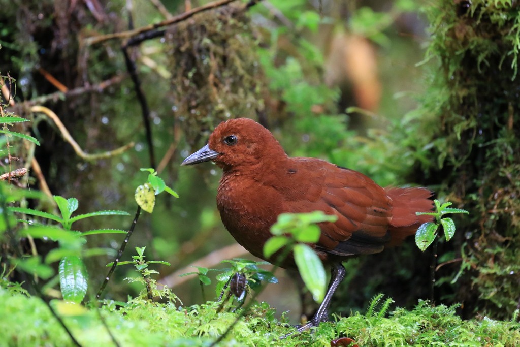 Chestnut Forest Rail (Rallicula rubra) photo