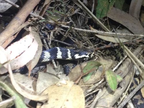 Stephens' Banded Snake sighting