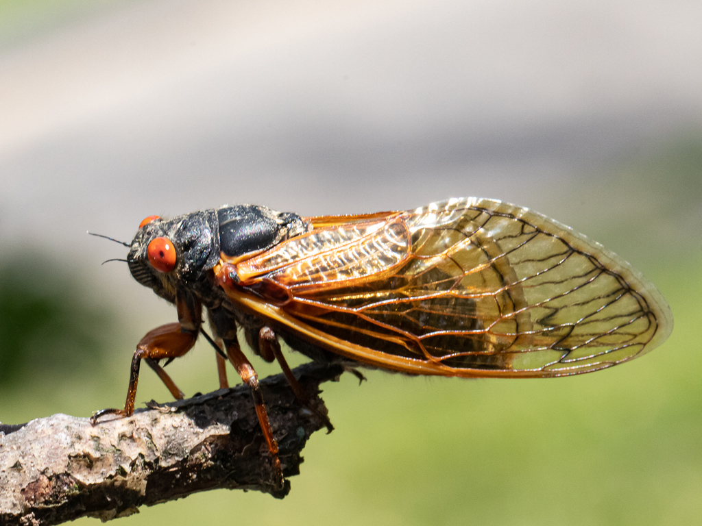 Cassin's 17-year Cicada from Severn, MD, USA on May 27, 2021 at 02:14 ...