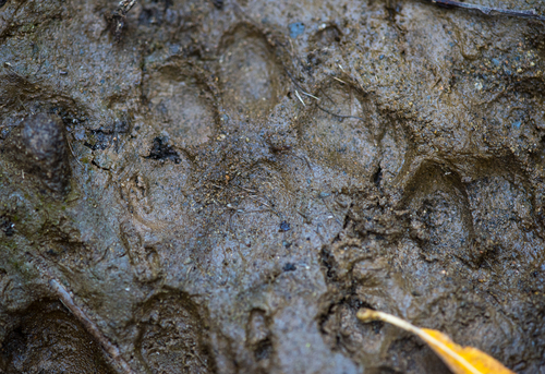 iNaturalist observation photo of Canids