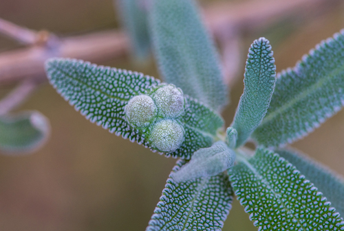 iNaturalist observation photo of White Sage Leaf Gall Midge