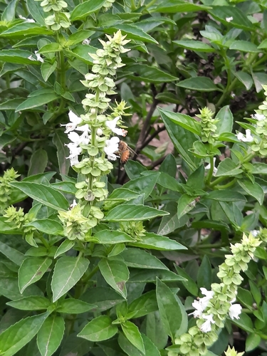 photo of Western Honey Bee (Apis mellifera)