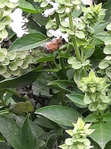 photo of Western Honey Bee (Apis mellifera)