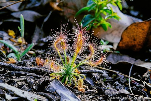 Drosera scorpioides Planch.