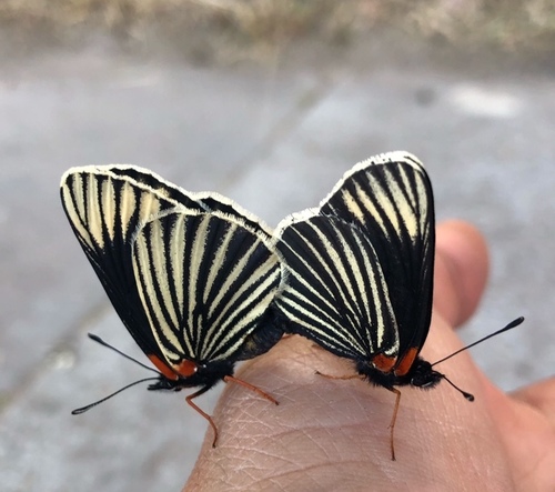 White-rayed Patch