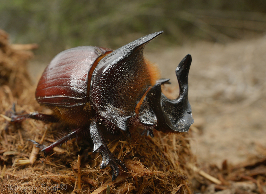標本 Etiopia Helicopris densissa 35mm Giant Dung Beetles (Genus Heliocopris) · iNaturalist