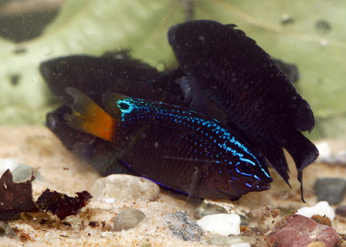 Brackish Damselfish — seen at this dive site