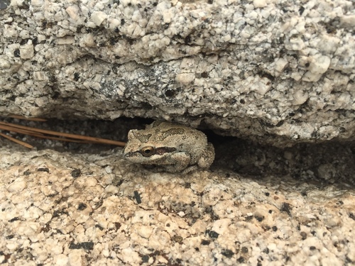 iNaturalist observation photo of Pacific chorus frog