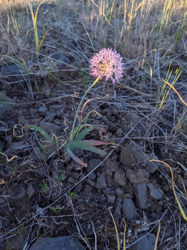 Douglas' Onion (Allium douglasii)