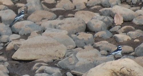 African Pied Wagtail
