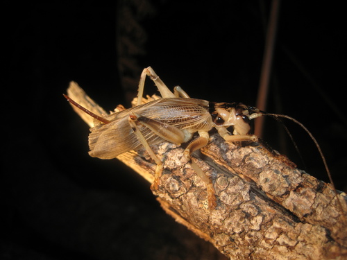 Paragryllacris