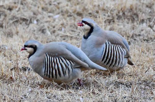 Chukar