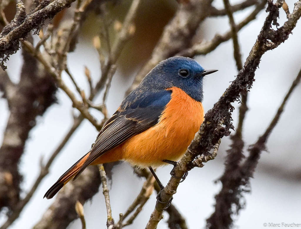 Blue-fronted Redstart (Phoenicurus frontalis) photo
