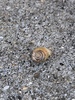 Streptartemon - Photo (c) amorganjr, all rights reserved