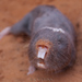 African Molerats - Photo (c) Kyle Finn, all rights reserved, uploaded by Kyle Finn