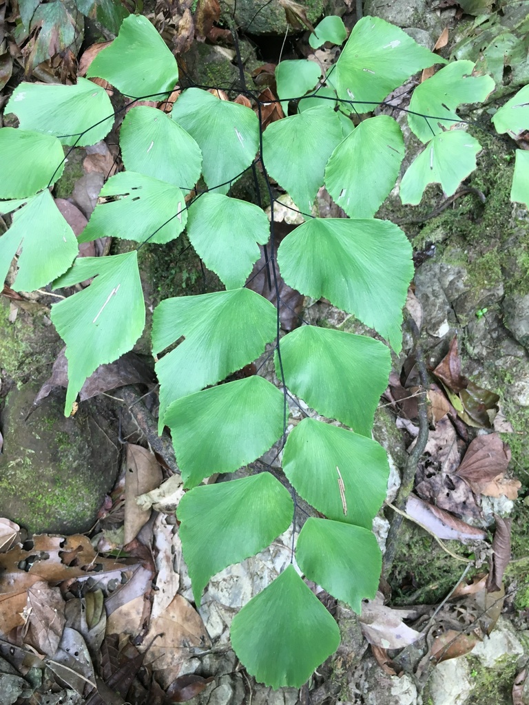 Peruvian maidenhair fern