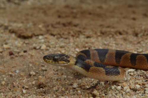 Southwestern Cat-eyed Snake
