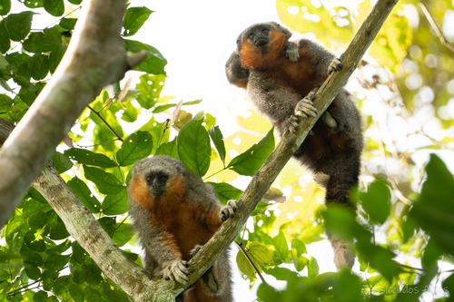 Red-bellied Titi