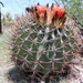 Emory's Barrel Cactus - Photo (c) P Gonzalez Zamora, all rights reserved, uploaded by P Gonzalez Zamora