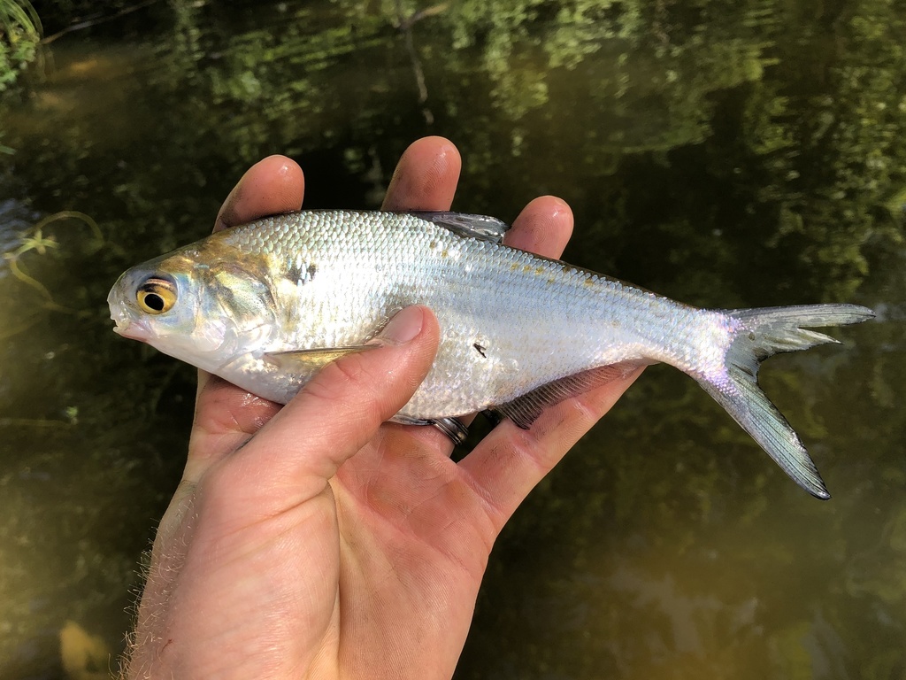 American Gizzard Shad from Byrd Ln, Ashville, AL, US on May 26, 2021 at ...