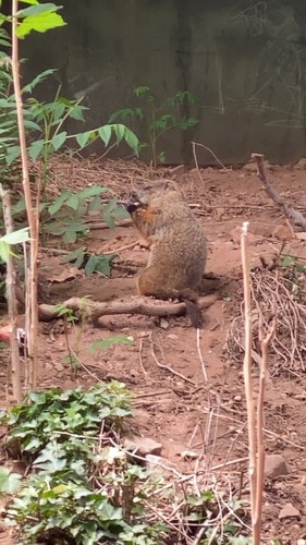 photo of Groundhog (Marmota monax)