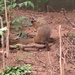 photo of Groundhog (Marmota monax)