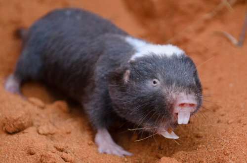 Damaraland Mole-rat (Fukomys damarensis) — Least Concern Mammalia