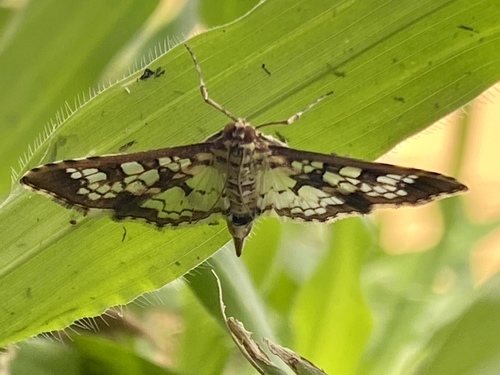 Stained-glass Moth