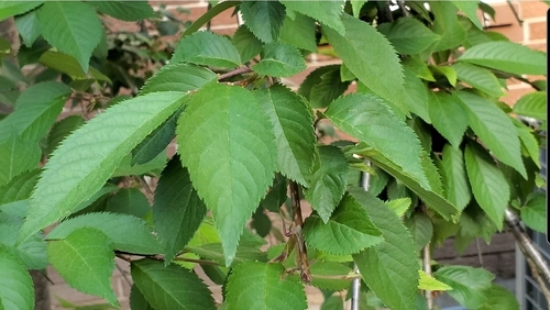 photo of American Plum (Prunus americana)