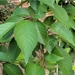 photo of American Plum (Prunus americana)