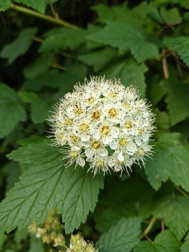 Pacific ninebark (Physocarpus capitatus)