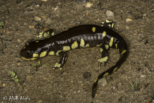 California Tiger Salamander