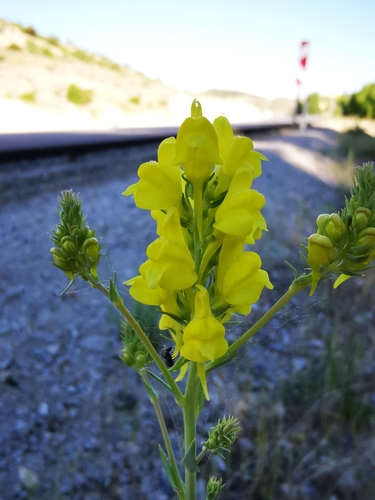 large-flowered linaria