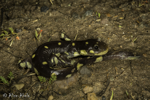 California Tiger Salamander