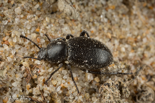 Desert Stink Beetle