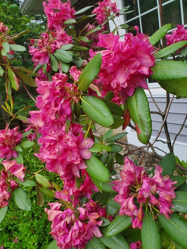 photo of Rhododendrons And Azaleas (Rhododendron)