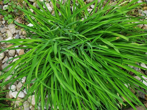 photo of Long-stalked Sedge (Carex pedunculata)