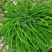 photo of Long-stalked Sedge (Carex pedunculata)