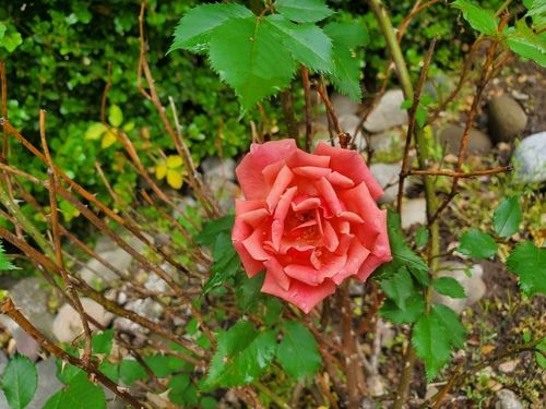 photo of Roses (Rosa)