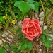 photo of Roses (Rosa)