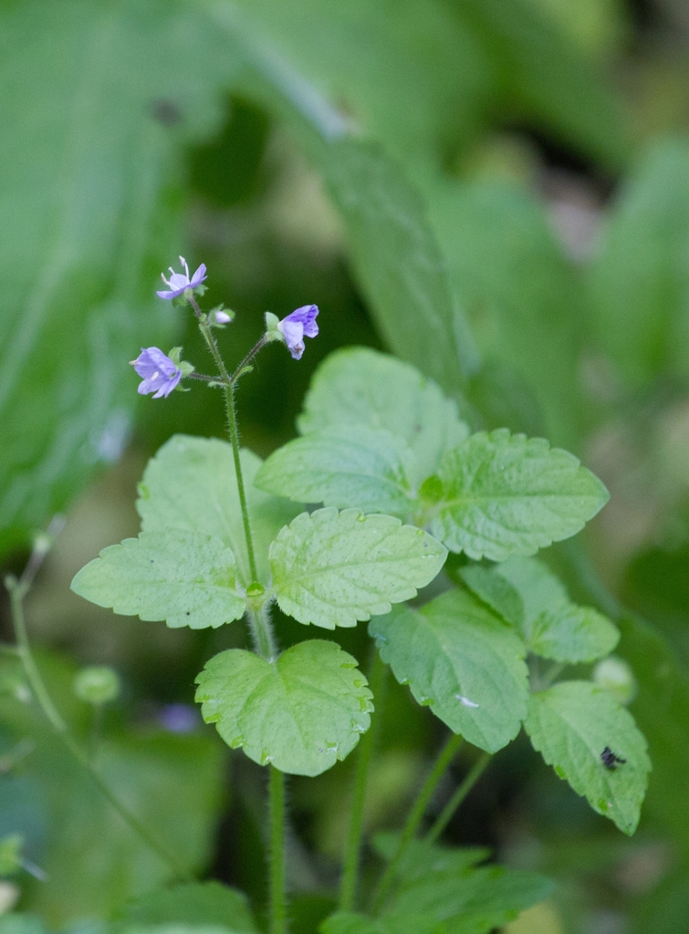 Wood speedwell