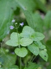 Wood Speedwell - Photo (c) Оксана Головко, all rights reserved, uploaded by Оксана Головко