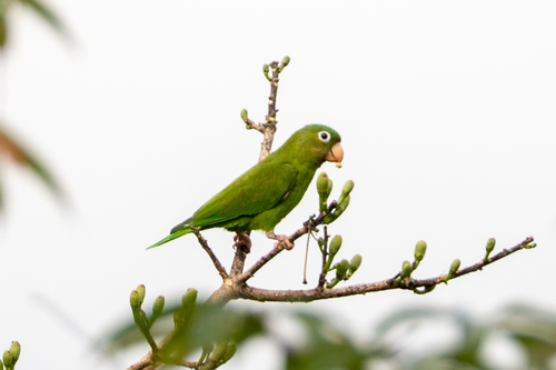 Golden-winged Parakeet