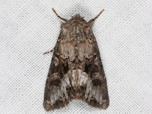 Papestra quadrata Smith, 1891