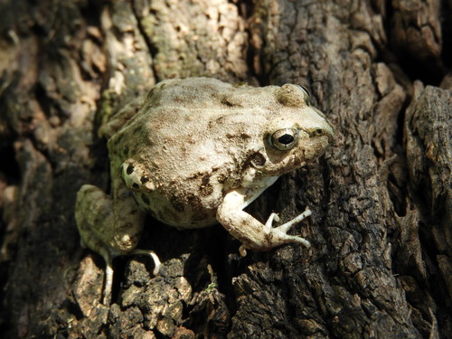 Juliaca four-eyed frog