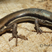 Boulenger's Snake-eyed Skink - Photo (c) Patrick  Campbell, all rights reserved, uploaded by Patrick Campbell