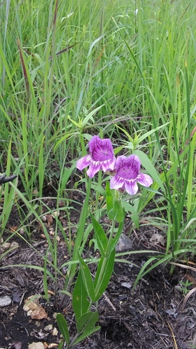Penstemon cobaea var. purpureus